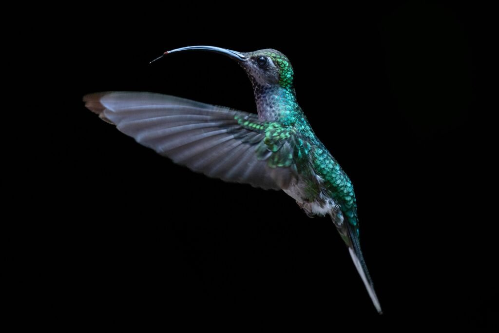 pexels-photo-14371562-14371562 Close-up of a vibrant hummingbird flying against a dark background, shot in Monteverde, Costa Rica.