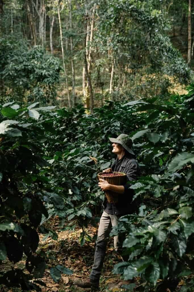 A farmer collects ripe coffee beans in a lush outdoor plantation setting.
