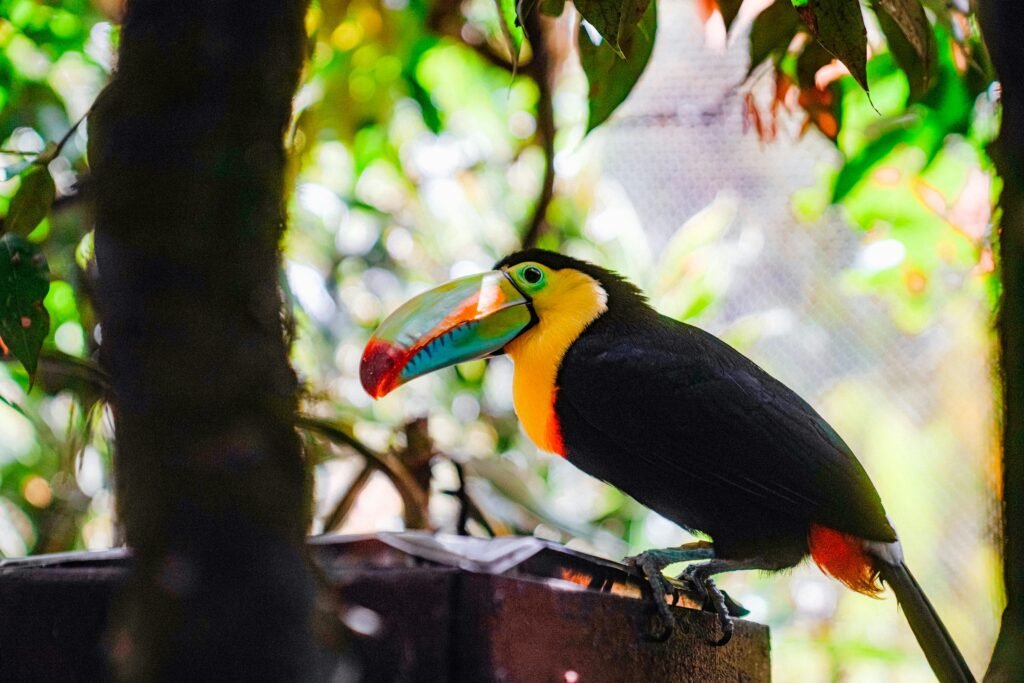 Colorful rainbow-billed toucan perched amidst lush tropical foliage.