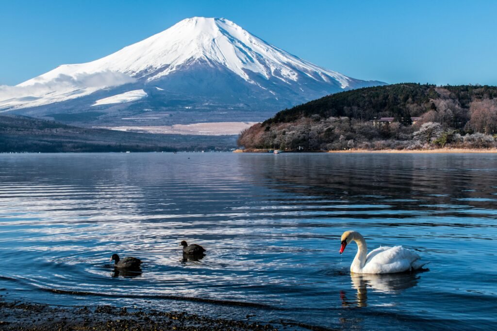 pexels-photo-3596102-3596102 Peaceful view of swans on Lake Yamanakako with Mount Fuji, featured in a 2 week Japan itinerary.