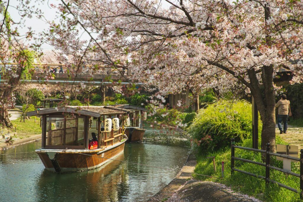 pexels-photo-5473010-5473010 Picturesque river with floating traditional boats and cherry blossoms in Japan, featured in a 2 week Japan itinerary.