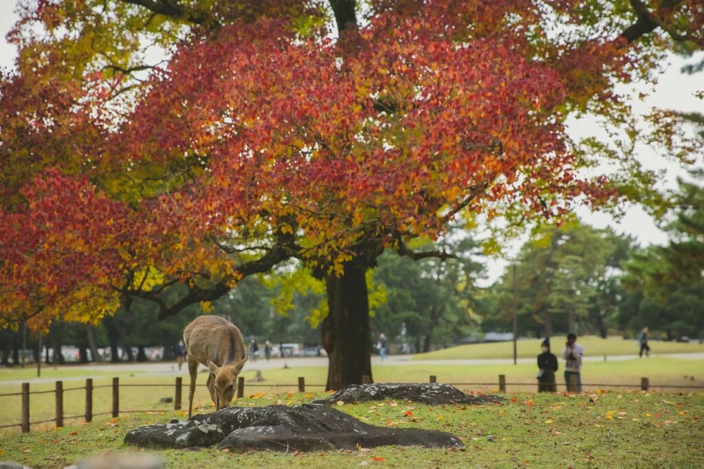 pexels-photo-6249440-6249440 Japanese deer grazing in grassy meadow under tree with bright foliage in park