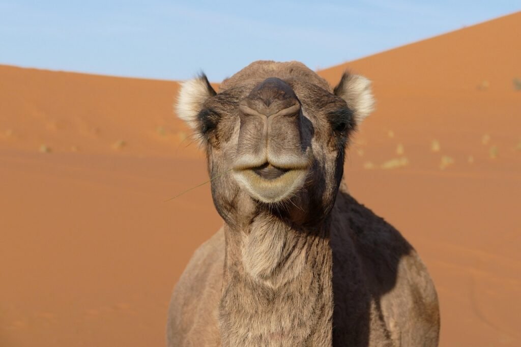 A camel smiling at the camera with sand dunes in the background