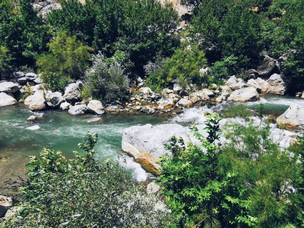 Serene landscape of a forest river with vibrant greenery and rocks under sunlight.